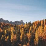 brown trees